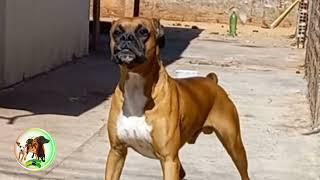 Som de Boxer Latindo #cachorro