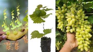 The method of growing grapes at home is easy and the fruit is harvested all year round