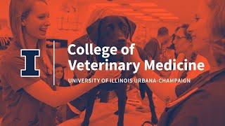 Find Your Home at Illinois Vet Med