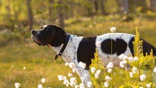 The Incredible Abilities of Pointer Dogs for Hunting and Retrieving Game Birds