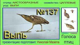 Выпь. Голоса птиц