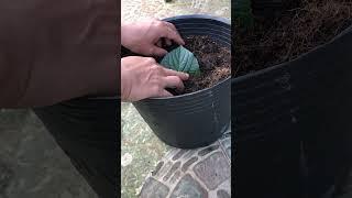 Grow Hydrangea with half a leaf