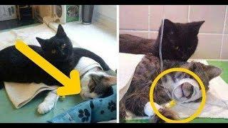 Loving Nurse Cat From Poland Gently Looks After Other Animals At Animal Shelter
