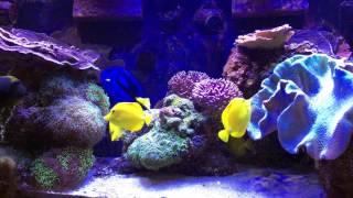 How I Keep Many Tangs in a Relatively Small Tank - AmericanReef ReefKeeping Video