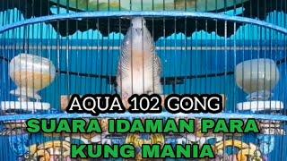 JOSSS ... PERKUTUT BANGKOK SUARA BESAR , LENGKAP, UJUNG PANJANG NDLOSORR RING AQUA BIRD FARM