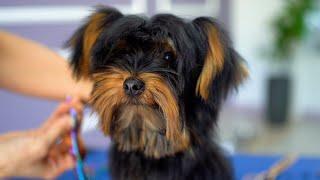 4 MONTH OLD YORKSHIRE PUPPY, FIRST GROOMING ️️ so lovely!!