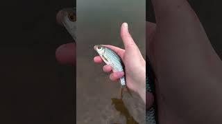 Ловим плотву на поплавочную удочку. #рыбалка #fishing #shortvideo #fishingvideo #рыба