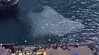 Unidentified Submerged Object Sighted ( June 24, 2021 )