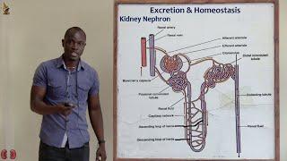 29. Nephron and Functions Biology Form 2