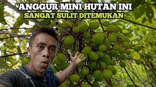 Berpetualang mencari buah buahan di hutan suku Baduy & menemukan buah anggur mini