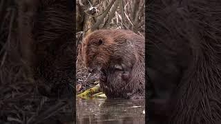 Biber fühlen sich sichtlich wohl in Osttirol