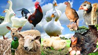 Wild Animal Sounds: Hen, Sheep, Duck, Dog, Cat, Chakoor, Geese, Parrot, Rabbit - Animal Sounds