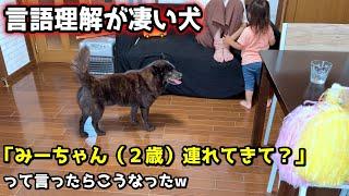 【頭良すぎ】言語理解力抜群！甲斐犬一休に２歳を連れてきて？と言ったら