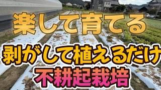 時短農法　マルチを剥がして肥料をして植えるだけ！