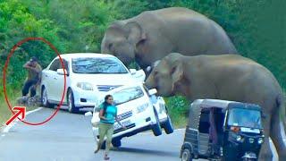 2024's Most Terrifying Wild Elephant Attack Caught On Camera - Watch As Elephant Attacks Car!