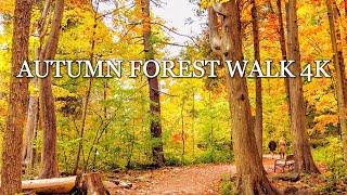 Canada 4K  Autumn Forest Walk | Colorful Maple Leaves Fall 2022