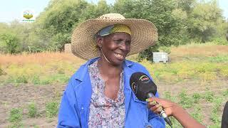 Chili farming with Kabaenda Kabika