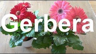 Gerbera pflegen Gießen Düngen Blüte vermehren Standort