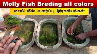 Molly fish breeding 3 colors | Vedha Fish Farm