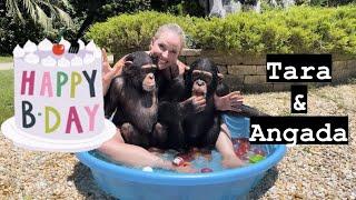 Birthday party with two chimps