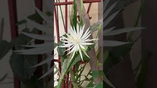 #shorts | Beautiful Cruciforme Cactus Flower