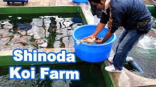 Selecting Koi Fish at Shinoda Koi Farm [DOITSU selection]