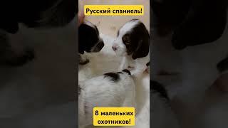 8 маленьких охотников! русский охотничий спаниель! #васярыбаков #рыбалка #рекомендации #собака