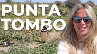 See thousands of penguins in Punta Tombo and have tea in Gaiman - Patagonia part 4