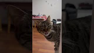 La la la #remix #music #cover #cat