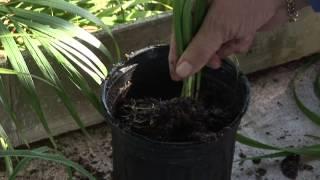 How to Grow Day Lilies With Root Cutting Sections