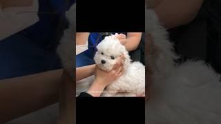 강아지 나이를 속여야 하는 이유, The reason why you should lie about your dog's age