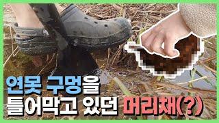 연못을 하수구 구멍마냥 막혀버리게 한 정체..