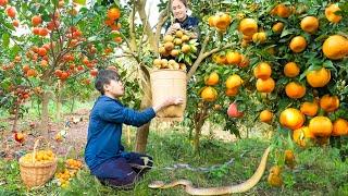 Harvesting Convex Navel Orange  - How to make orange tea Goes to the market sell - Lý Thị Hoa