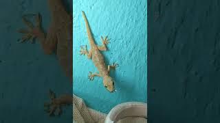 Lizard  #shorts #viral #video #lizard