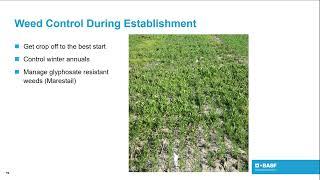 Maximizing Wheat Yield: BASF Solutions and Strategies