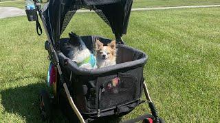 Unboxing The Pet Rover Titan HD Dog Stroller- Assembly and Quick Test Walk With The Dogs