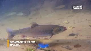 КУНДЖА И МАЛЬМА. О чём молчат рыбы 101Salvelinus leucomaenis Salvelinus malma