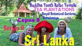 Канди / Ботанический сад / Чайные плантации / Kandy / Royal Botanic Gardens