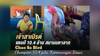 Cara memilih Ayam sebagai Pejantan versi Mee Suwan Farm Thailand