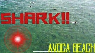 AVOCA BEACH- BIG SHARK!! -SURF -WAVES -CENTRAL COAST NSW - AUSTRALIA -DJI MINI3 -