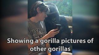 Gorilla reacts when he sees pictures of other gorillas on this guy's cell phone [ORIGINAL]