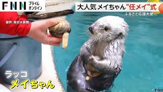 鳥羽水族館で大人気のラッコ・メイちゃん　ふるさと応援大使“任メイ”式