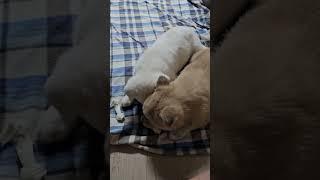 강아지 성장일기 1 #강아지
