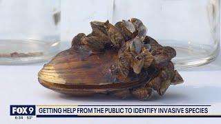 Stopping the spread of aquatic invasive species in Minnesota lakes | KMSP FOX 9