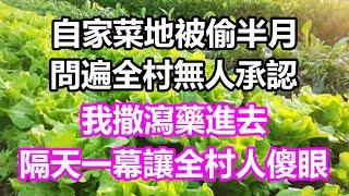 自家菜地被偷半月，問遍全村無人承認，我撒瀉藥進去，隔天一幕讓全村人傻眼#淺談人生#民間故事#為人處世#生活經驗#情感故事#養老#花開富貴#深夜淺讀#幸福人生#中年#老年