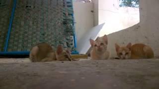 Funny cats