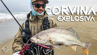 Una CORVINA Explosiva !! Pesca Desde Playa