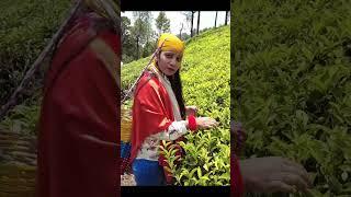 Tea || Plantation || Ooty || Coonoor