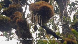 Hutan Leuser Aceh,  Tempat terindah di Bumi