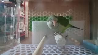 Quaker parrot breeding